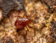 Pergamasus