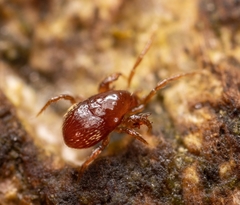 Pergamasus