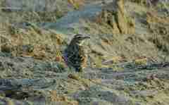 Melanocorypha bimaculata