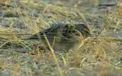 Calandrella brachydactyla