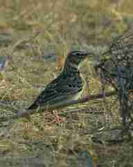 Melanocorypha bimaculata