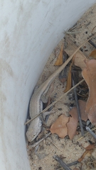 Sceloporus arenicolus