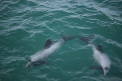 Cephalorhynchus hectori