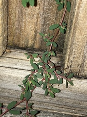 Euphorbia maculata image