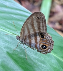 Chloreuptychia chlorimene