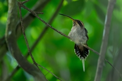 Phaethornis eurynome