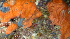 Spirastrella cunctatrix