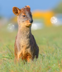 Southern Pudu photo 5