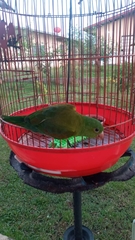 Brotogeris jugularis