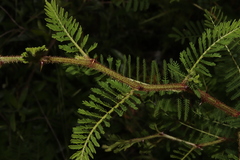 Mimosa galeottii