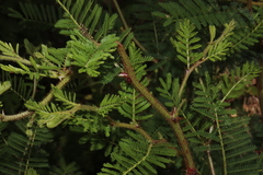 Mimosa galeottii
