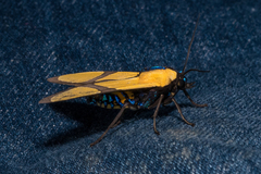 Ormetica ameoides