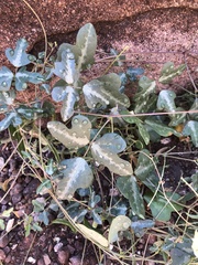 Phaseolus filiformis