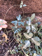 Phaseolus filiformis