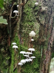 Roridomyces austrororidus