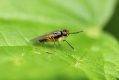 Acalyptratae