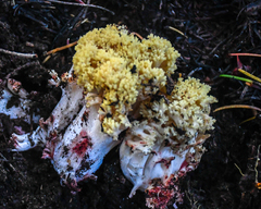 Ramaria rubiginosa