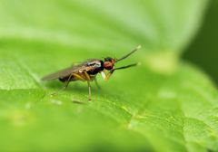 Acalyptratae