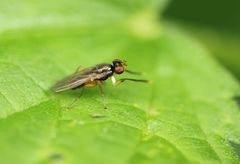 Acalyptratae