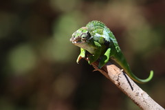 Kinyongia multituberculata