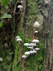 Roridomyces austrororidus