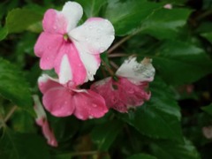 Impatiens