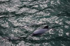 Cephalorhynchus hectori