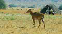 Boselaphus tragocamelus