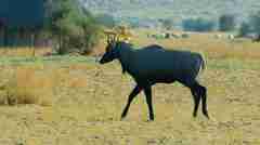 Boselaphus tragocamelus