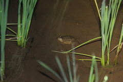 Occidozyga lima