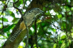 Hypoedaleus guttatus
