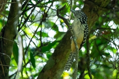 Hypoedaleus guttatus