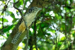 Hypoedaleus guttatus