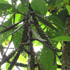 Tillandsia clavigera