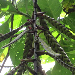 Tillandsia clavigera