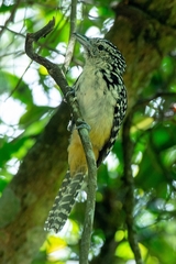 Hypoedaleus guttatus
