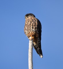 Falco columbarius suckleyi