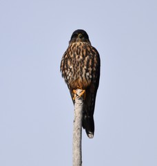 Falco columbarius suckleyi