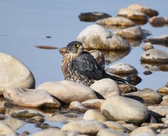 Falco columbarius suckleyi