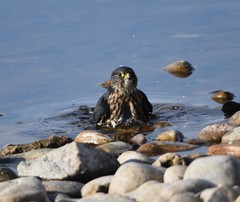 Falco columbarius suckleyi