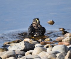 Falco columbarius suckleyi