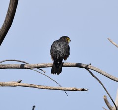 Falco columbarius suckleyi