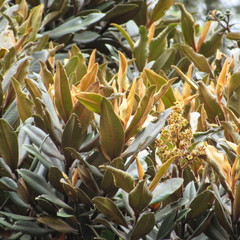 Ocotea caesariata
