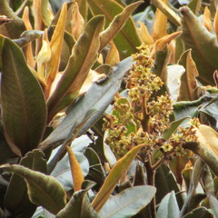 Ocotea caesariata