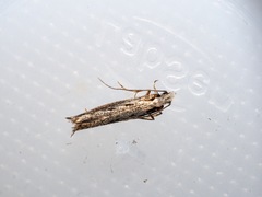 Erechthias fulguritella