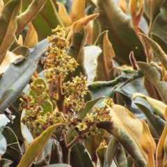 Ocotea caesariata