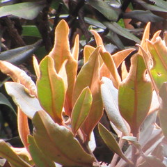 Ocotea caesariata