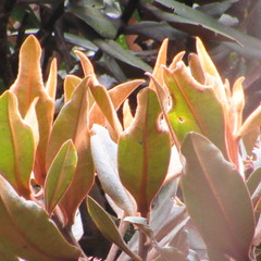 Ocotea caesariata