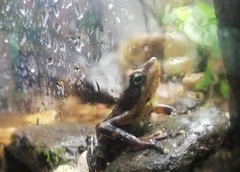 Atelopus glyphus