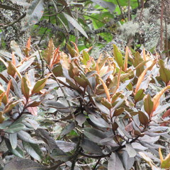 Ocotea caesariata